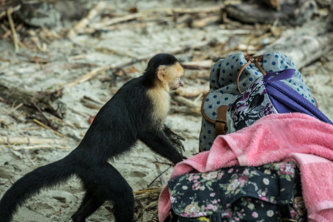 Monkey Digging Through Tourists Bags